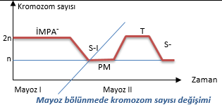 Mayoz bölünmede kromozom sayısı değişimi